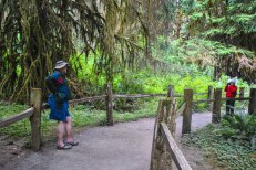 Hoh Rainforest at Olympic National Park, July 2017